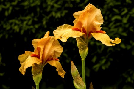 Flower Plant Flowering Plant Iris Family