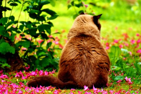 Fauna Grass Whiskers Cat
