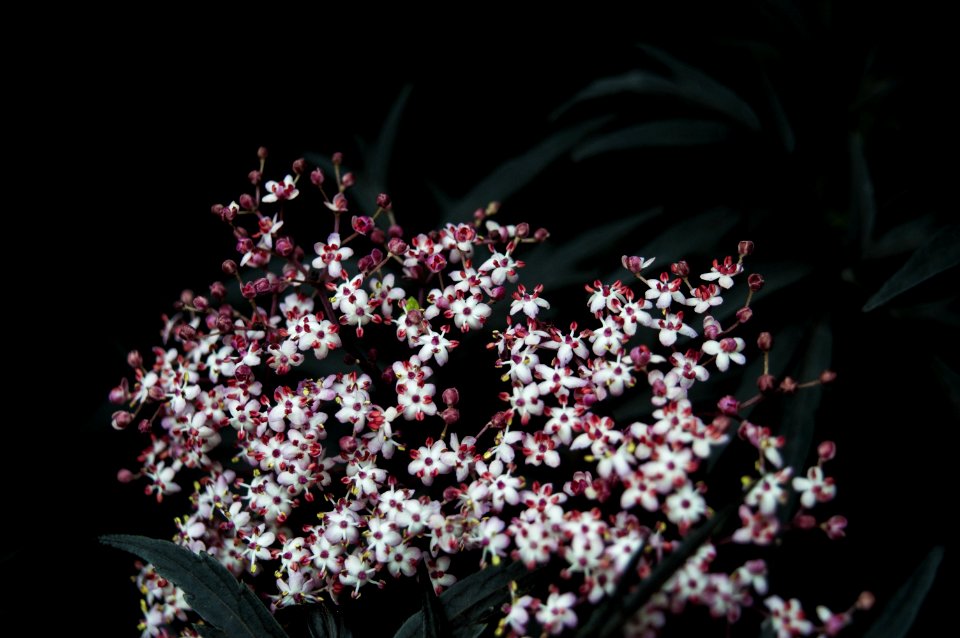 Plant Flower Flora Spring
