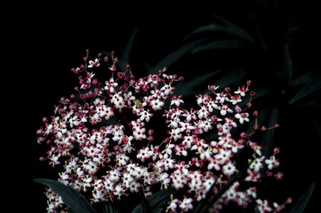 Plant Flower Flora Spring