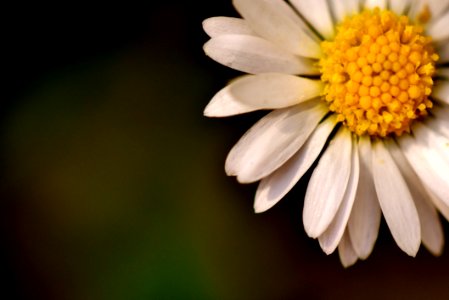 Flower Yellow Flora Macro Photography photo