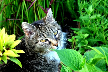 Cat Green Mammal Fauna photo