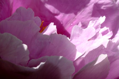 Flower Pink Violet Flowering Plant