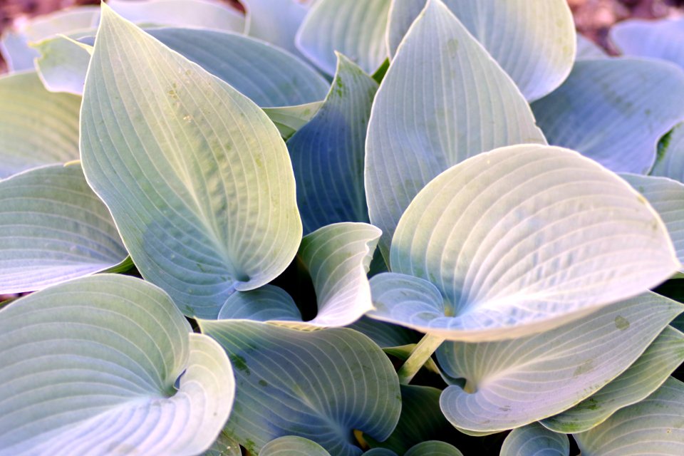 Flower Plant Leaf Flora
