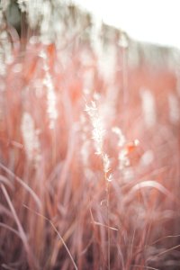Pink Light Sunlight Close Up