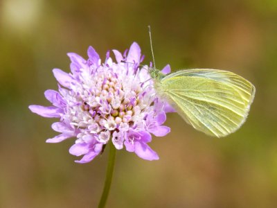 Flower Insect Moths And Butterflies Butterfly photo