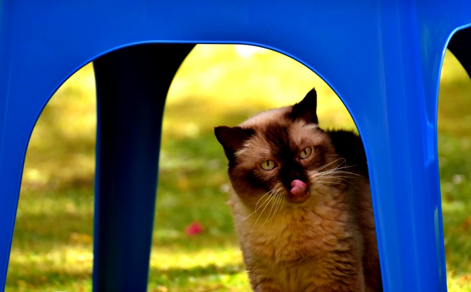 Cat Small To Medium Sized Cats Whiskers Cat Like Mammal