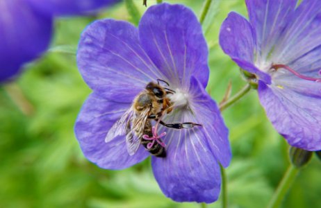 Flower Honey Bee Bee Flora