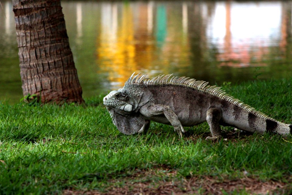 Fauna Iguana Reptile Scaled Reptile