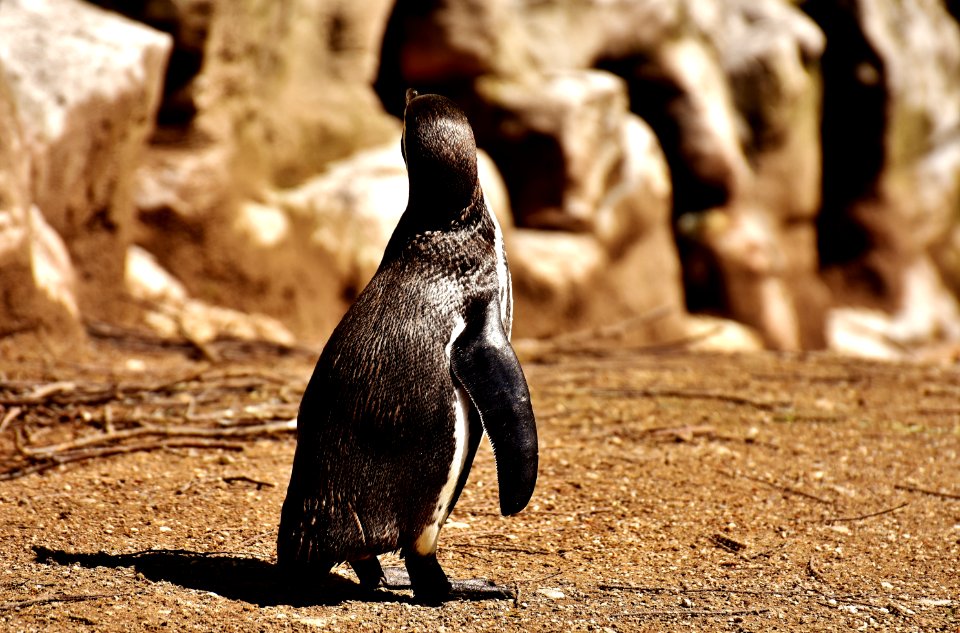 Fauna Bird Penguin Flightless Bird