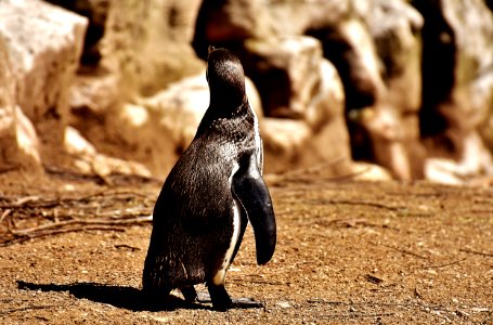 Fauna Bird Penguin Flightless Bird