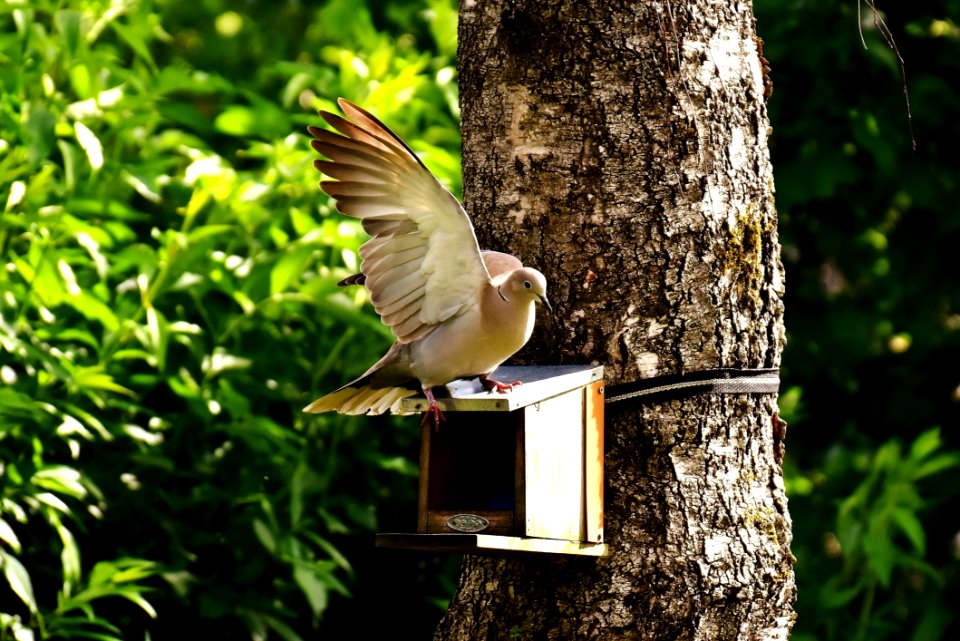 Bird Fauna Tree Beak