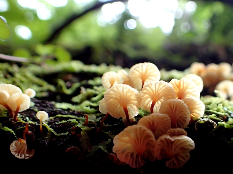 Flower Plant Spring Fungus