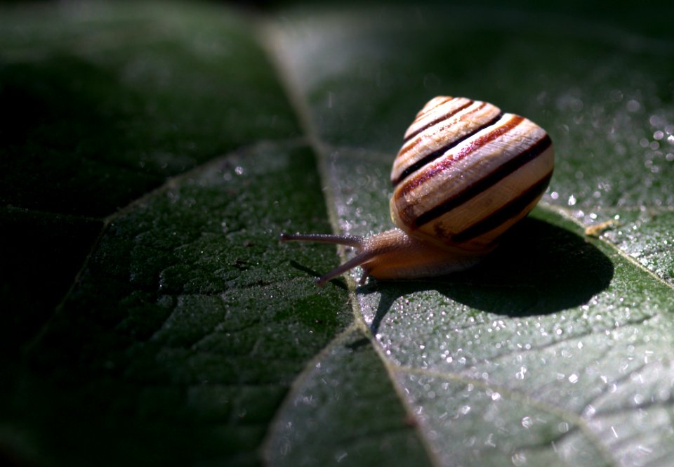 Snails And Slugs Snail Invertebrate Macro Photography