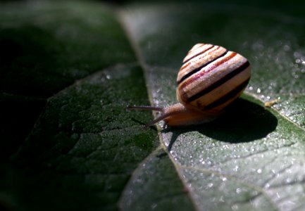 Snails And Slugs Snail Invertebrate Macro Photography photo