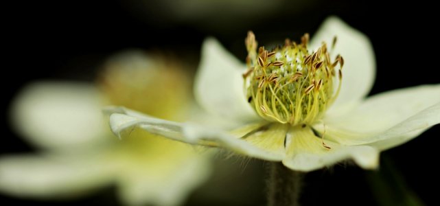 Flower Flora Plant Close Up