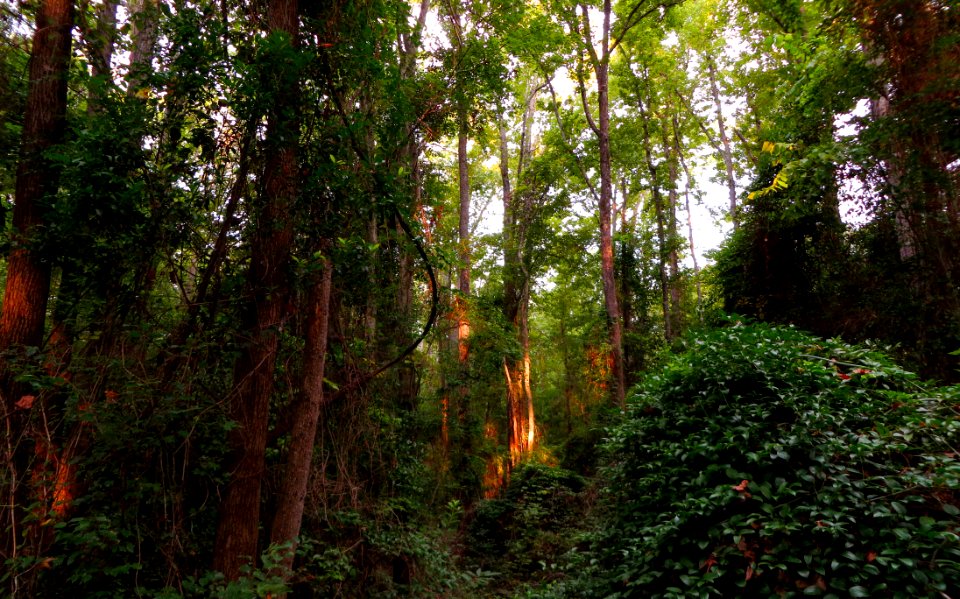 Early Sun Breaking Through The Canopy