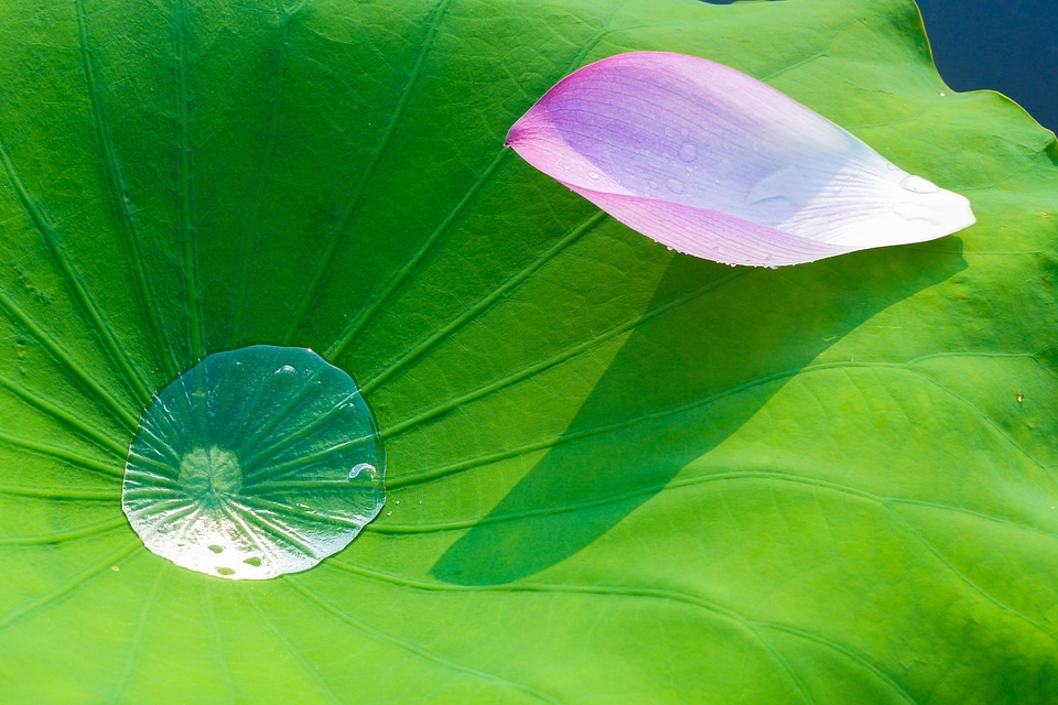 Lotus leaf flowering flower