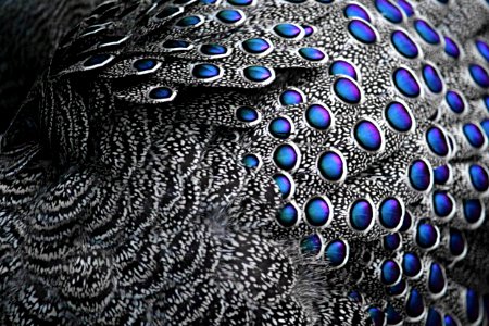 Organism Pattern Electric Blue Feather photo