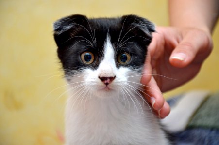 Cat Whiskers Small To Medium Sized Cats Fauna photo