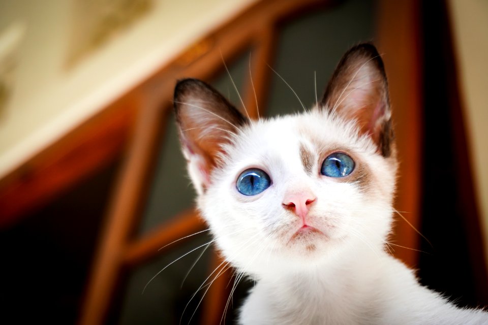 Cat Face Whiskers Small To Medium Sized Cats