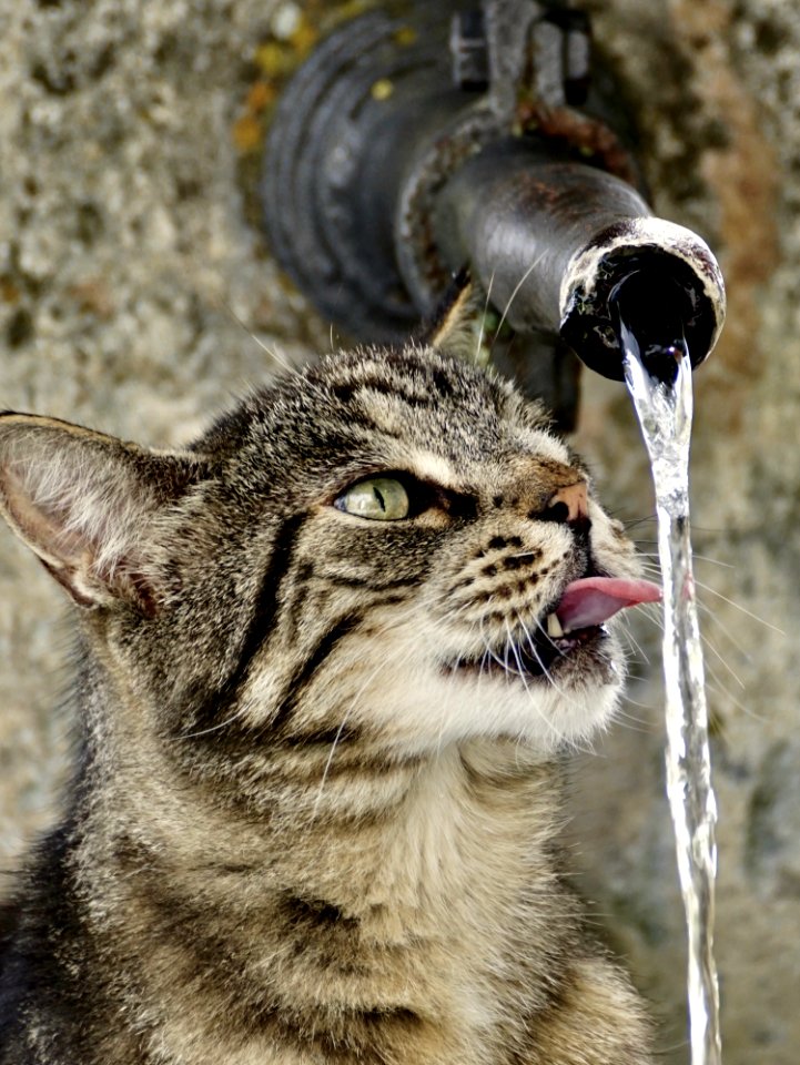 Cat Whiskers Facial Expression Fauna
