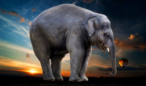 Elephant Elephants And Mammoths Indian Elephant Mammal