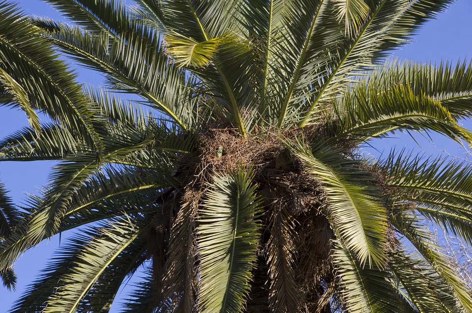 Plant tropical tropics