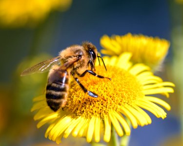 Honey Bee Bee Insect Nectar photo