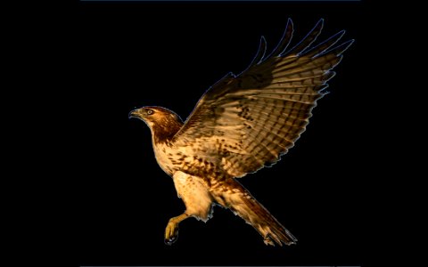Hawk Eagle Bird Of Prey Fauna photo