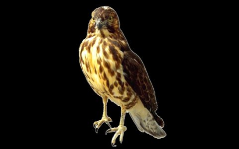 Hawk Beak Bird Bird Of Prey