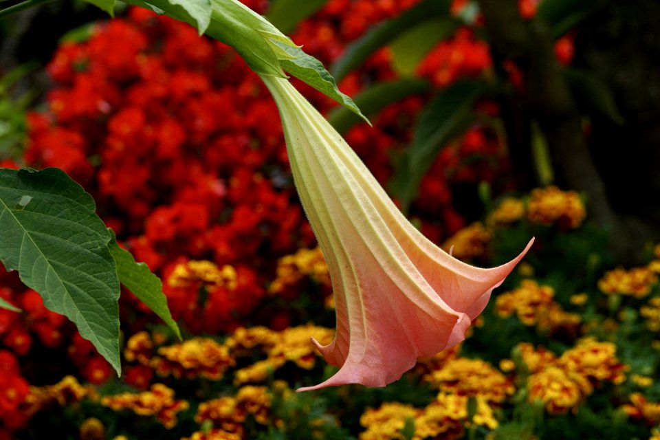 Leaf Plant Flora Flower