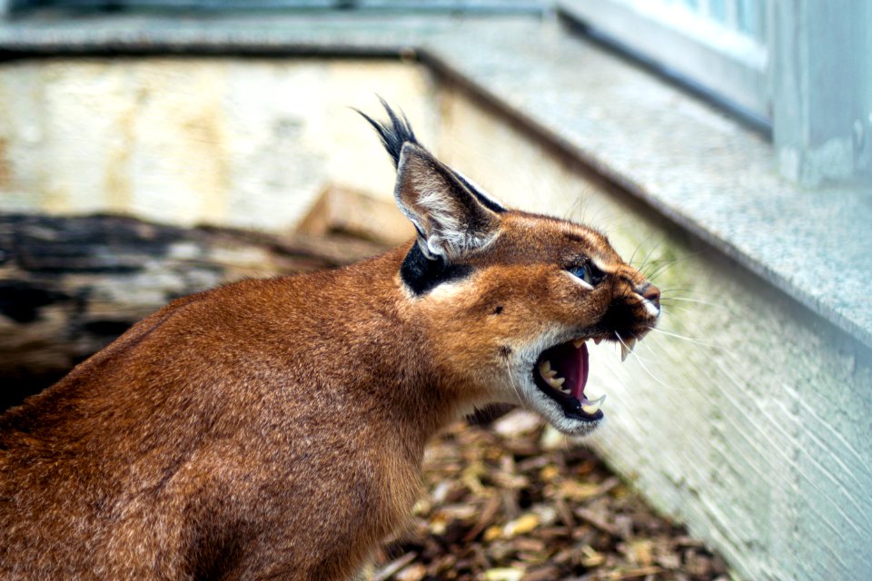 Fauna Wildlife Mammal Cat Like Mammal