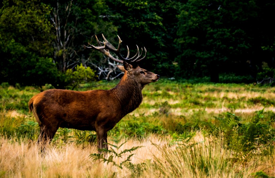 Wildlife Deer Fauna Mammal