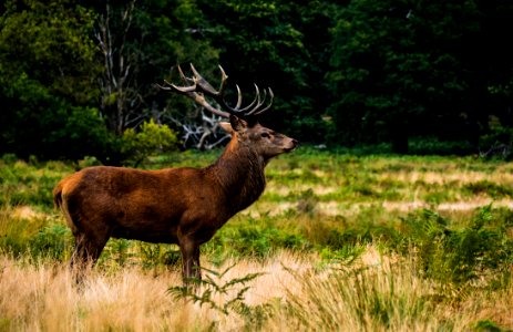 Wildlife Deer Fauna Mammal photo