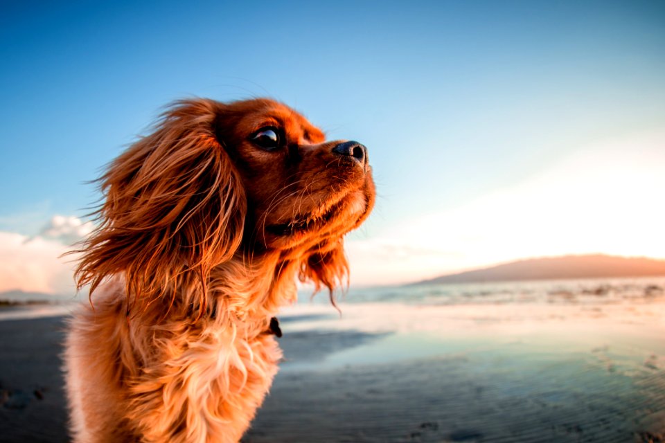 Dog Dog Like Mammal Dog Breed Sky