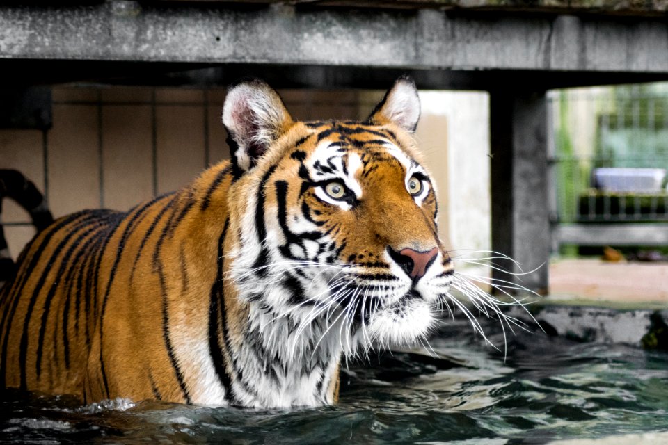 Tiger Wildlife Mammal Fauna photo