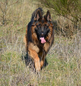 Shepherd almind denmark