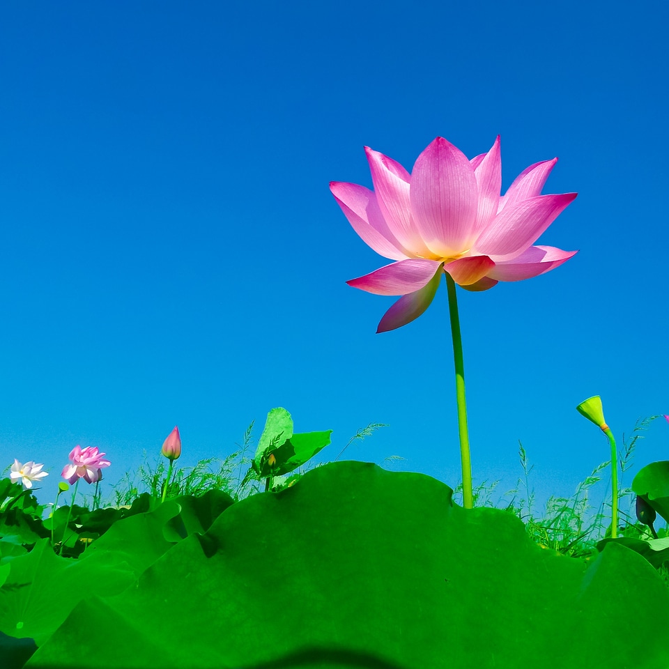 Lotus leaf flowering flower