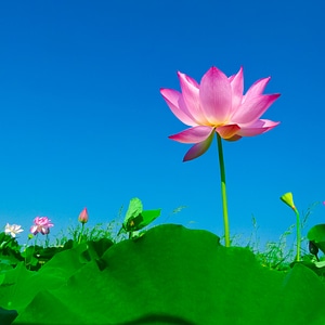Lotus leaf flowering flower