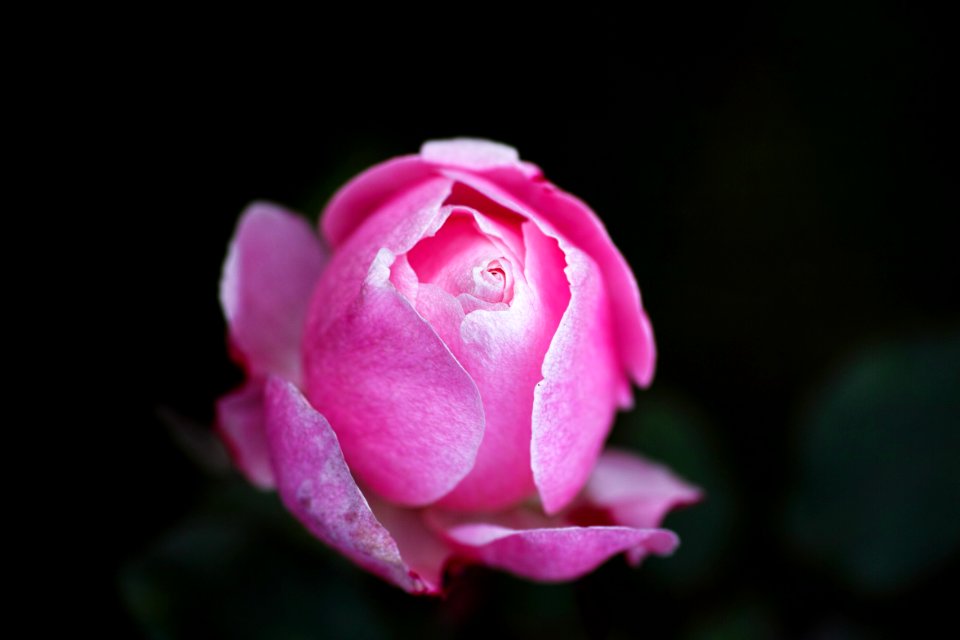 Flower Pink Rose Family Rose