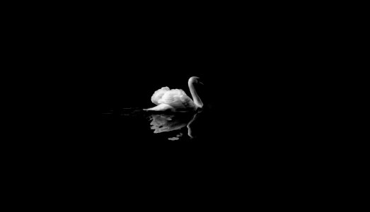 Black Black And White Water Bird Monochrome Photography photo