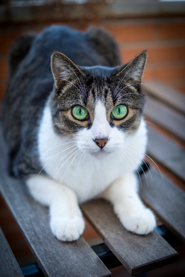 Cat Whiskers Mammal Fauna