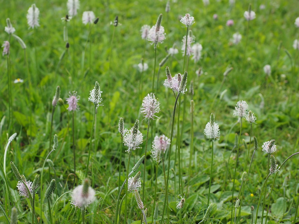 Meadow flowers blossom
