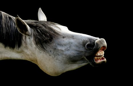 Horse Mane Horse Like Mammal Head