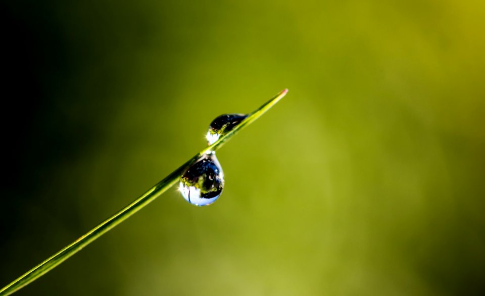 Water Insect Dragonfly Dragonflies And Damseflies