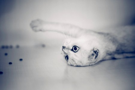 Blue White Cat Close Up