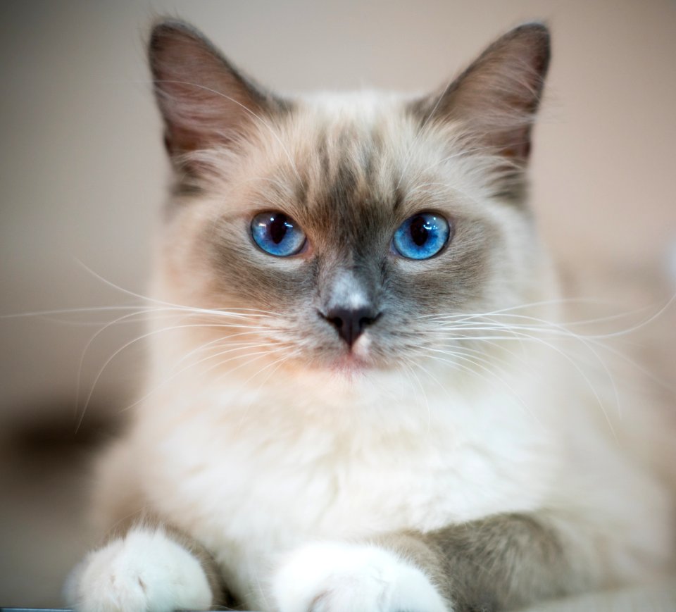 Cat Whiskers Small To Medium Sized Cats Mammal