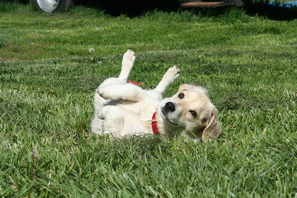 Russell jack jack russell