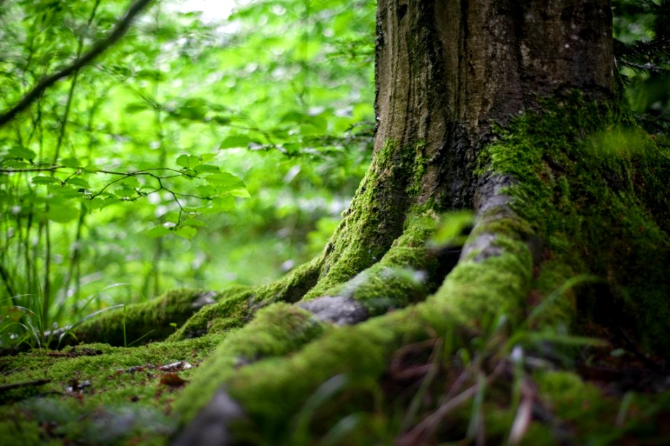 Vegetation Green Woodland Nature